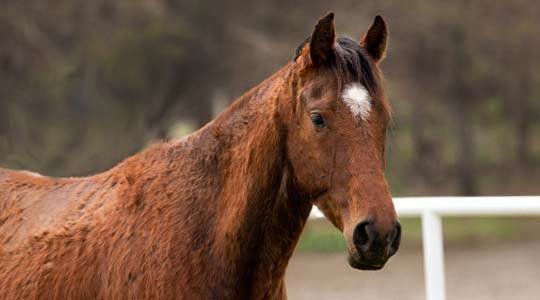 natural remedies for senior horses